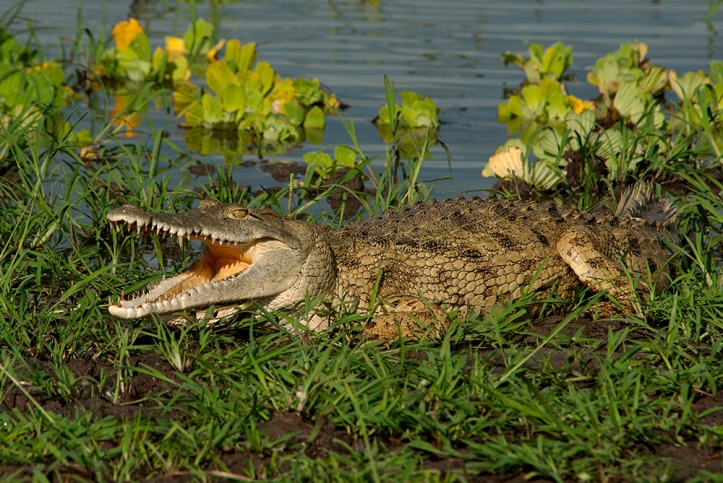 A croc comes quite close