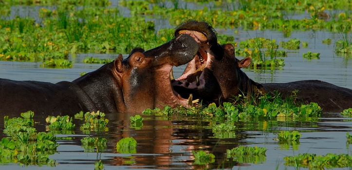 A Hippo Greeting