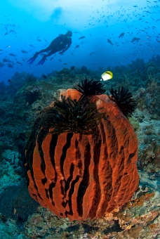 Barrel Sponge and Diver